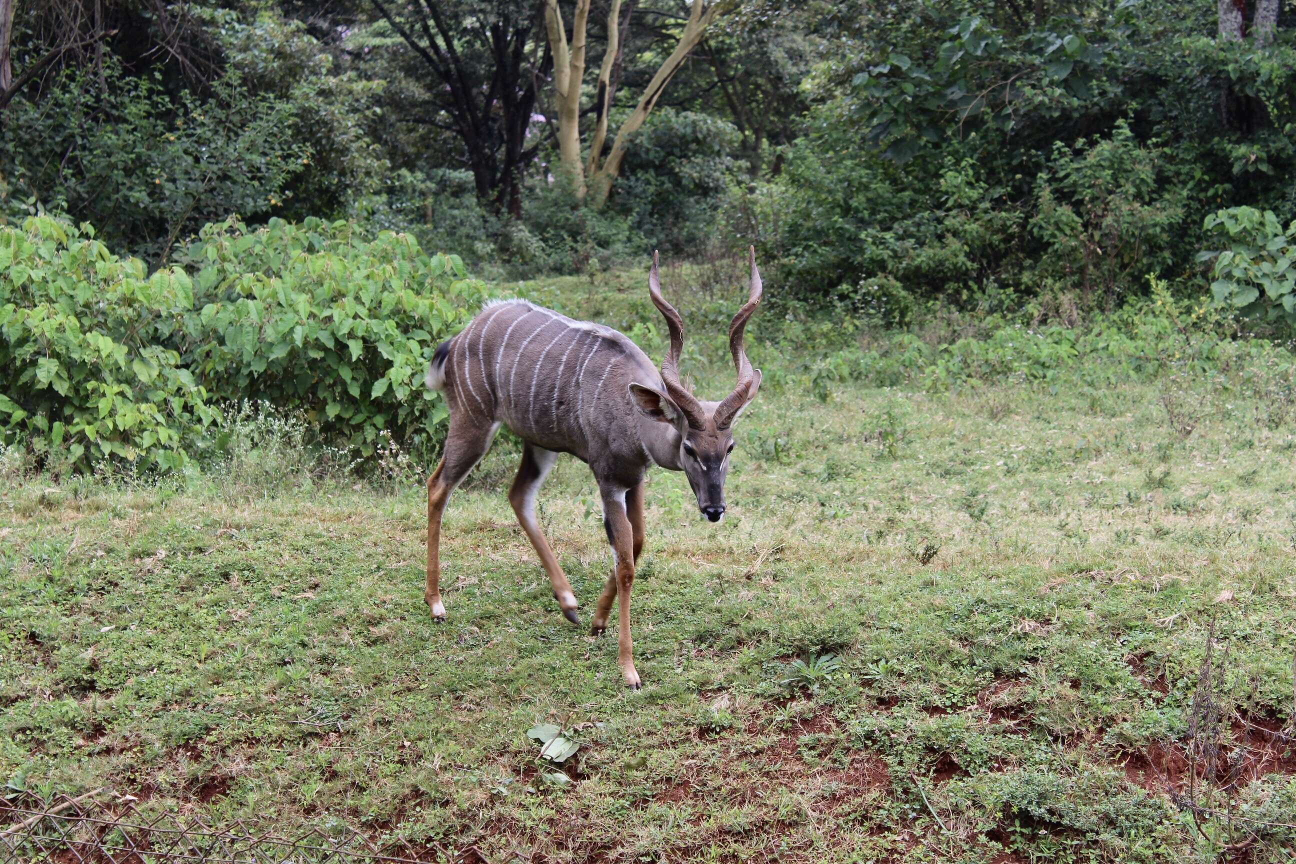 Image of Lesser Kudu