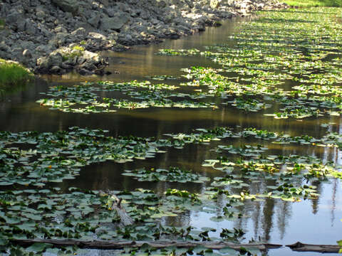 Image of waterlilies