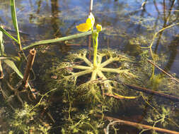 Image of little floating bladderwort