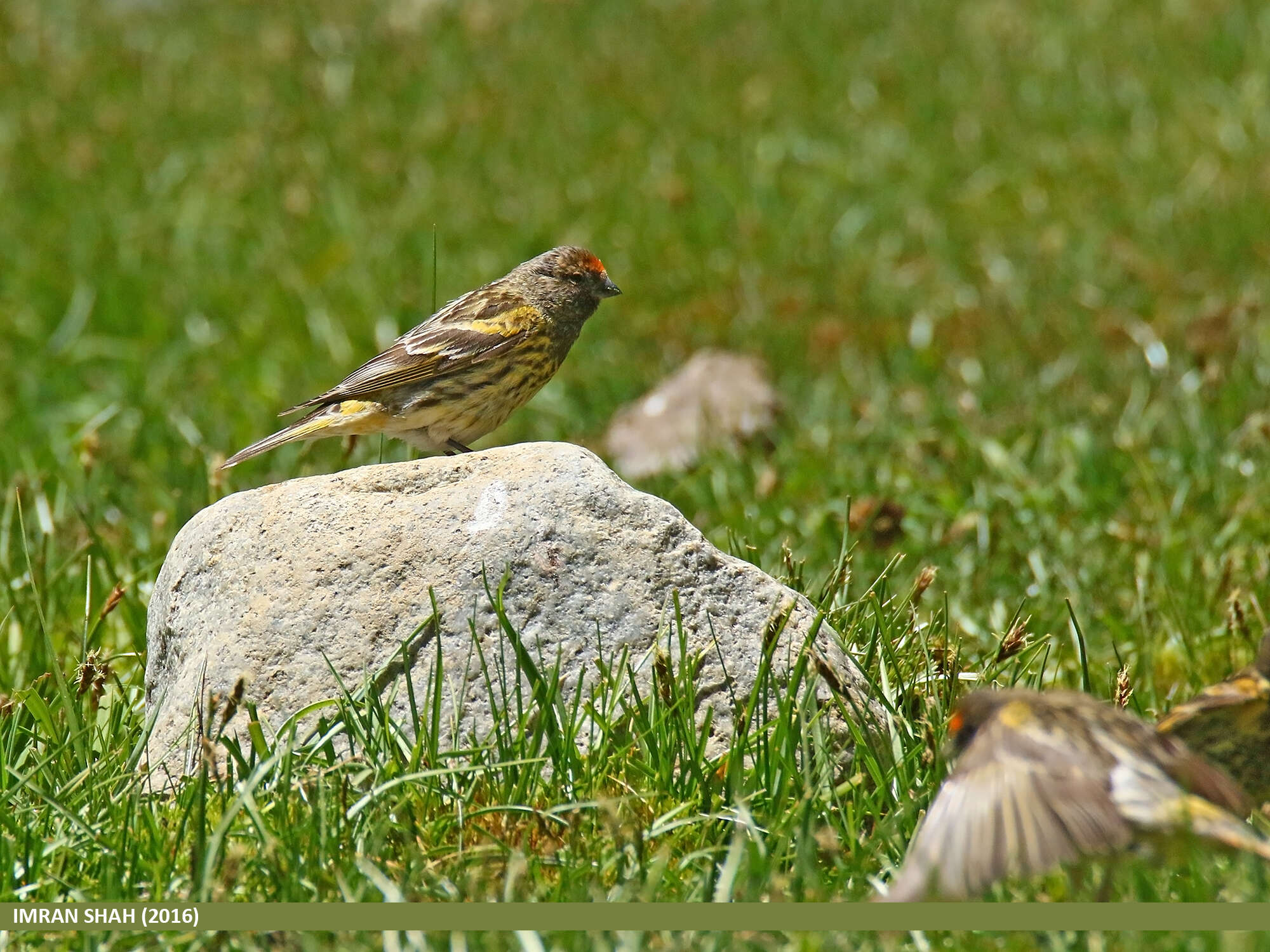 Image of Fire-fronted Serin