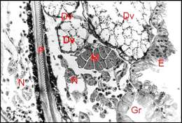 Image of Diguetia canities (McCook 1890)