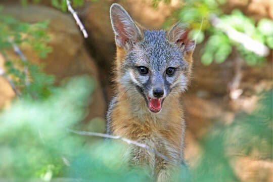 Image of Grey Foxes