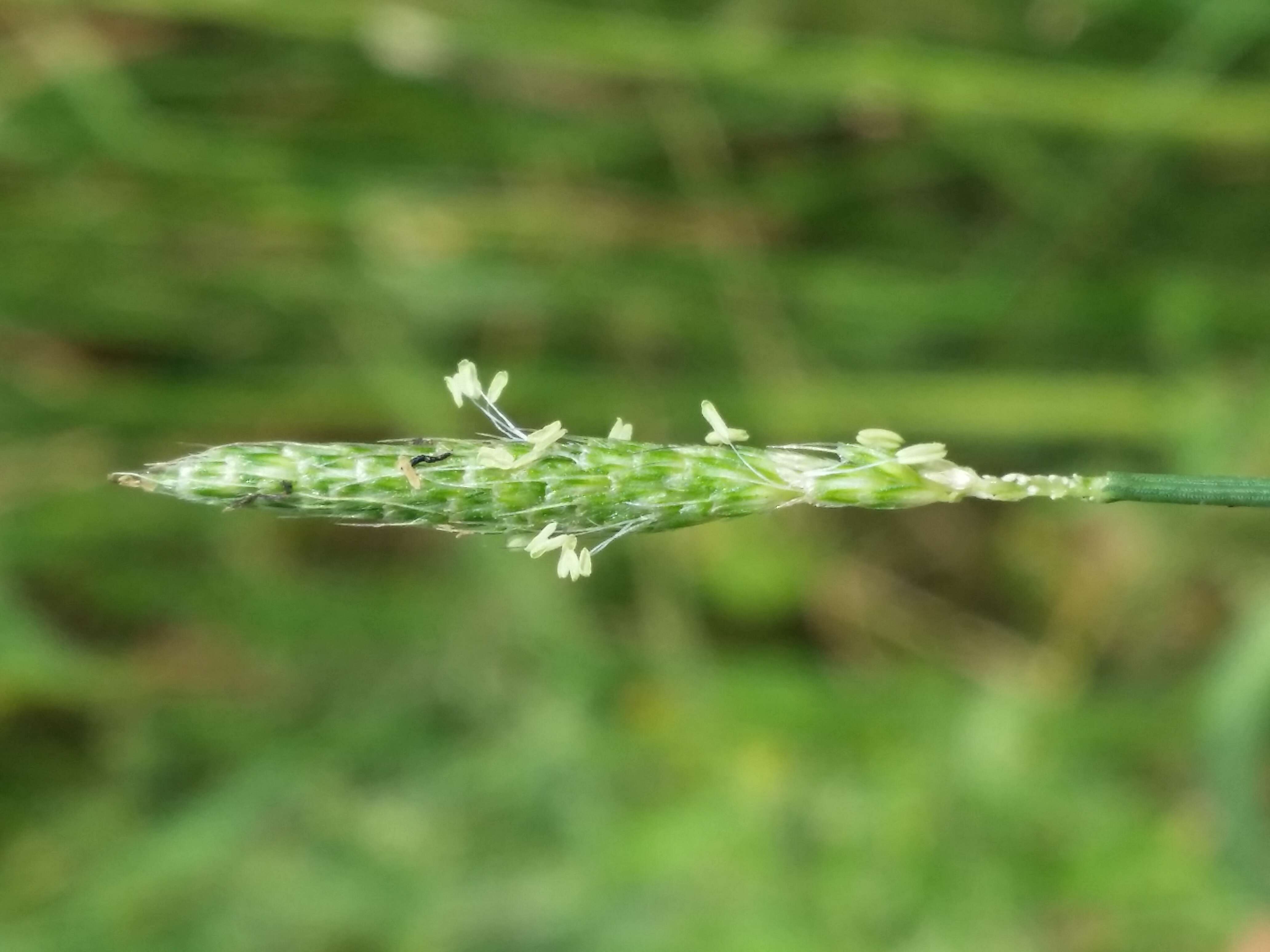 Image of marsh foxtail