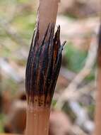 Image of field horsetail