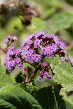 Image of thoroughwort