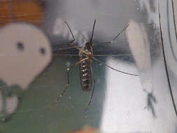 Image of Aedes koreicus (Edwards 1917)