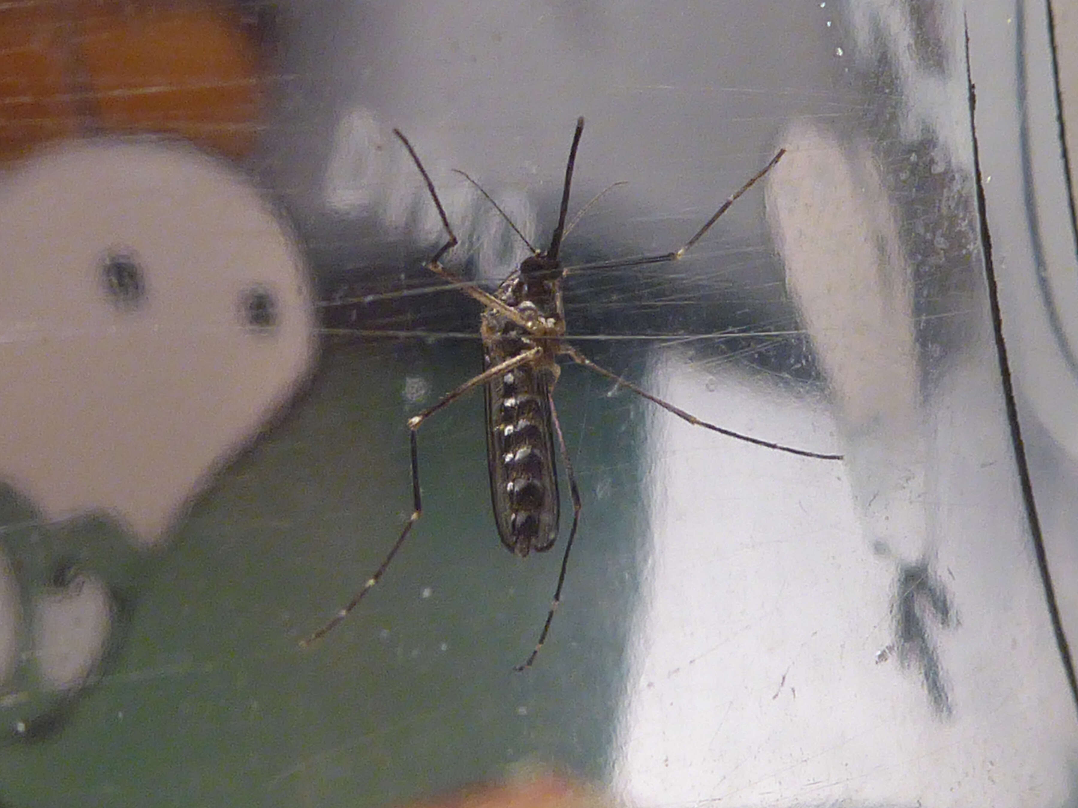 Image of Aedes koreicus (Edwards 1917)