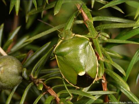 Image of <i>Chlorochroa juniperina</i>