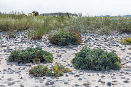 Image of sea kale