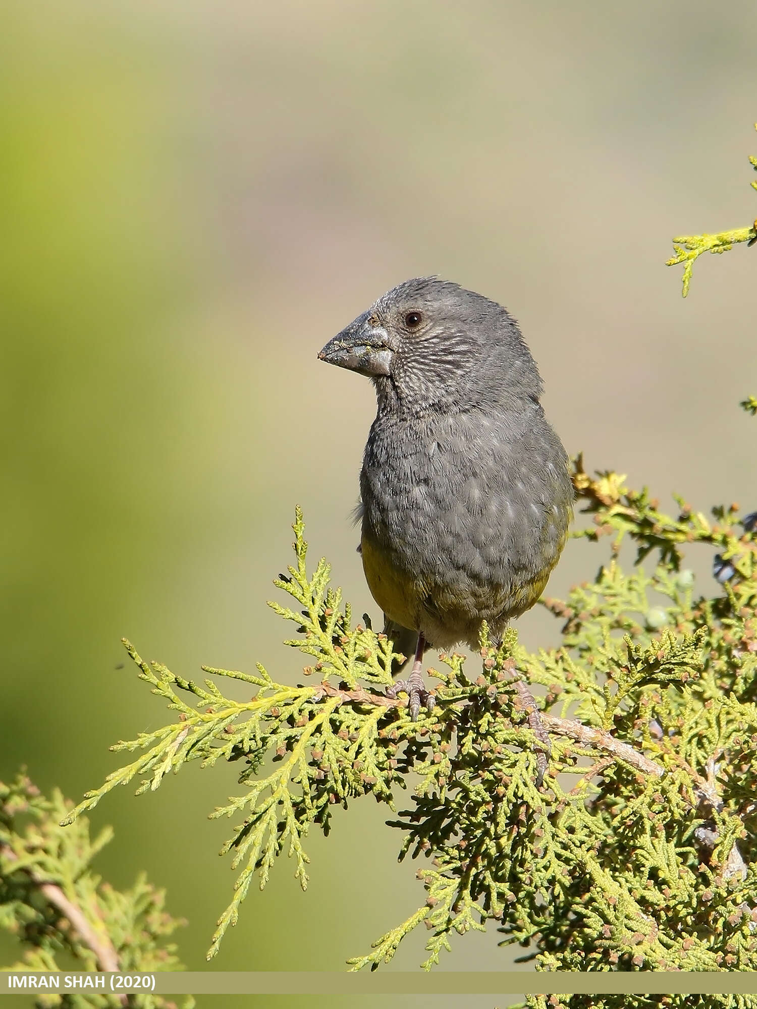 Image of White-winged Grosbeak