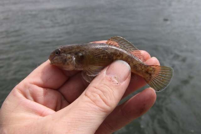 صورة Neogobius