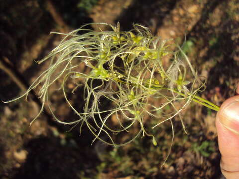 Imagem de Clematis javana DC.