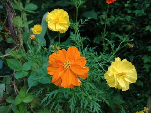 Image of sulphur cosmos