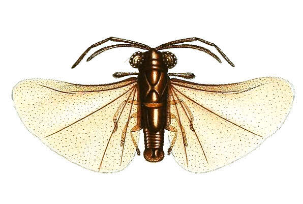 Image of Fenyes' Strepsiptera