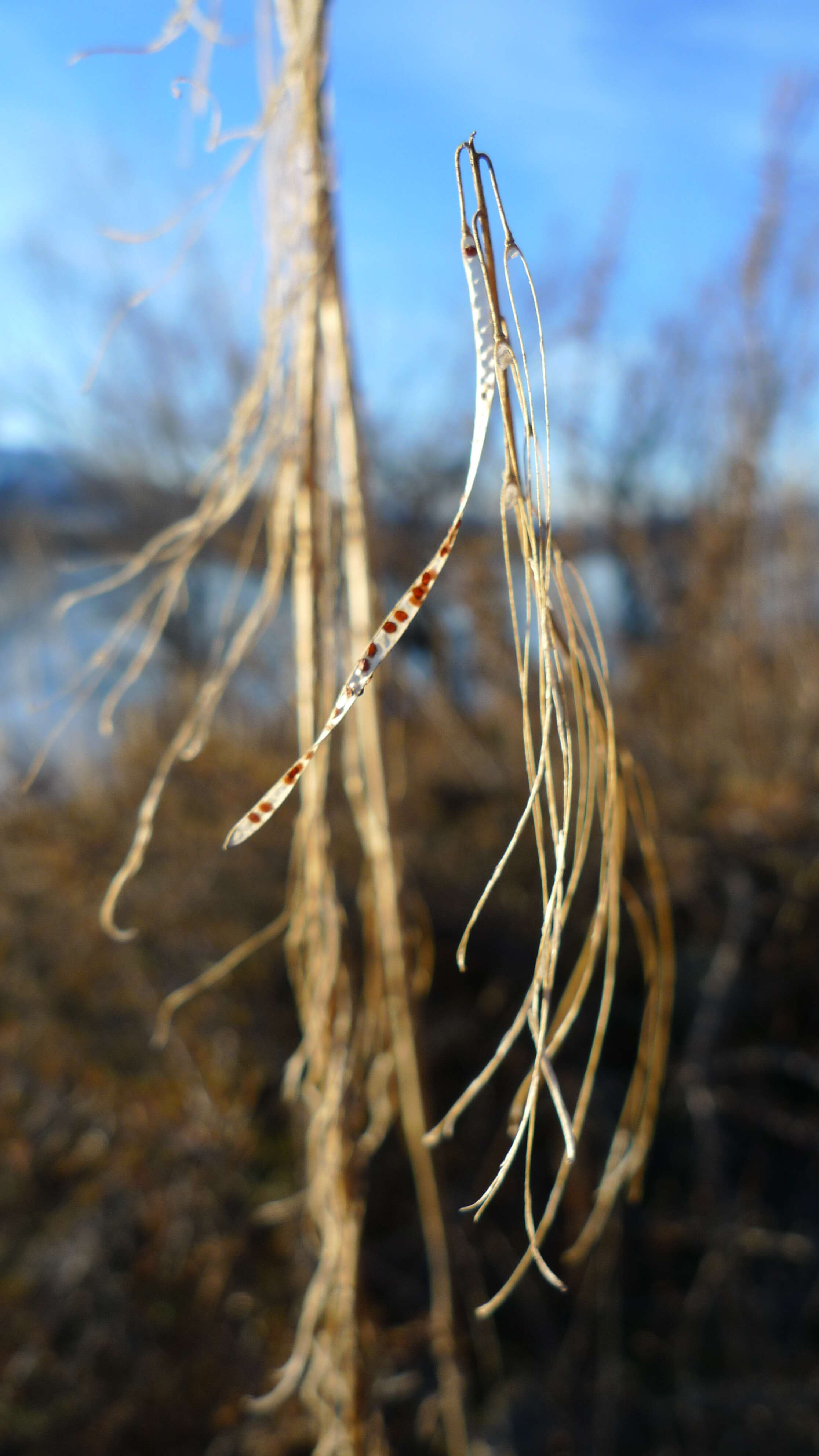 Image of Reflexed Rockcress