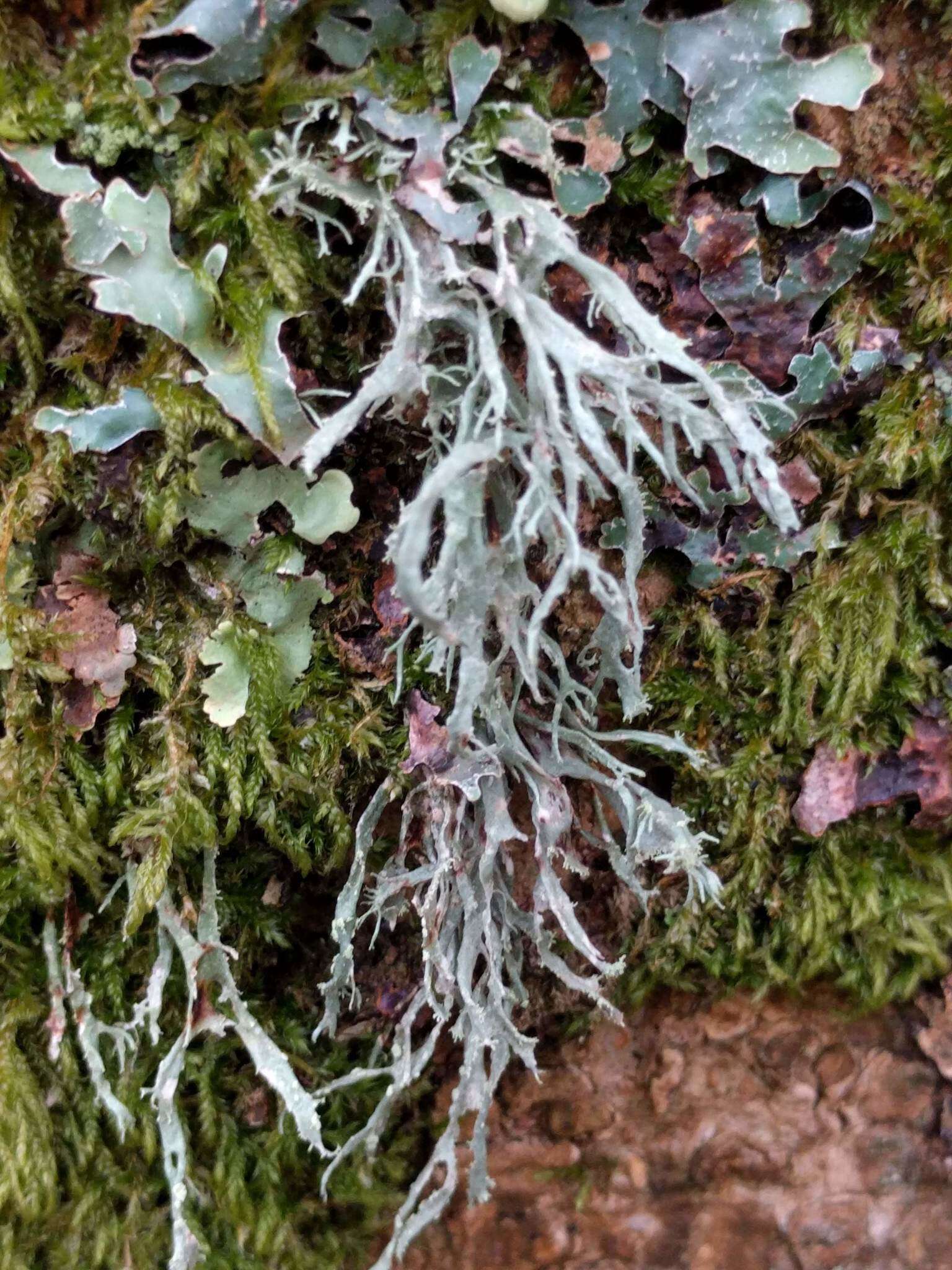 Image of farinose cartilage lichen