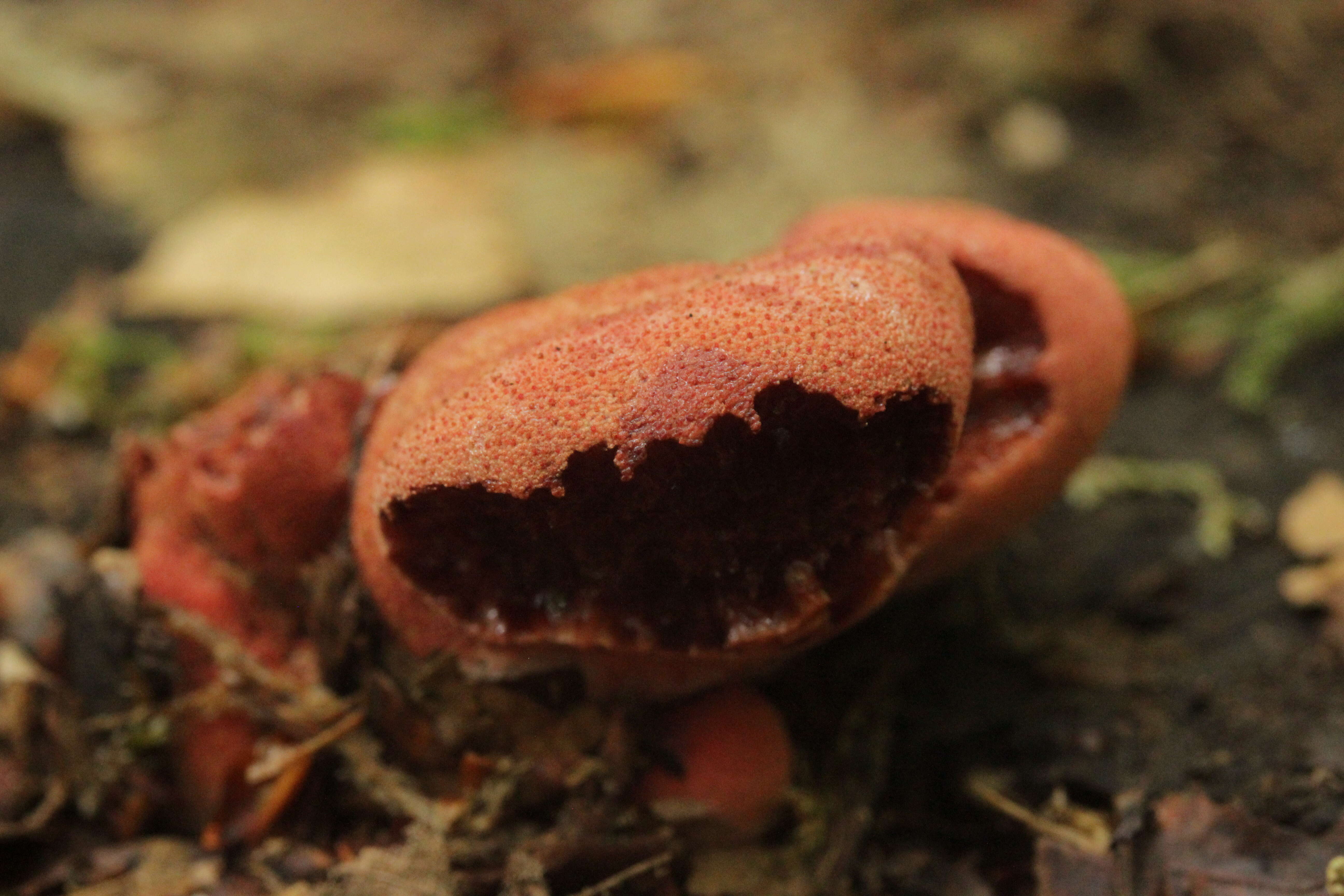 Image of Fistulinaceae