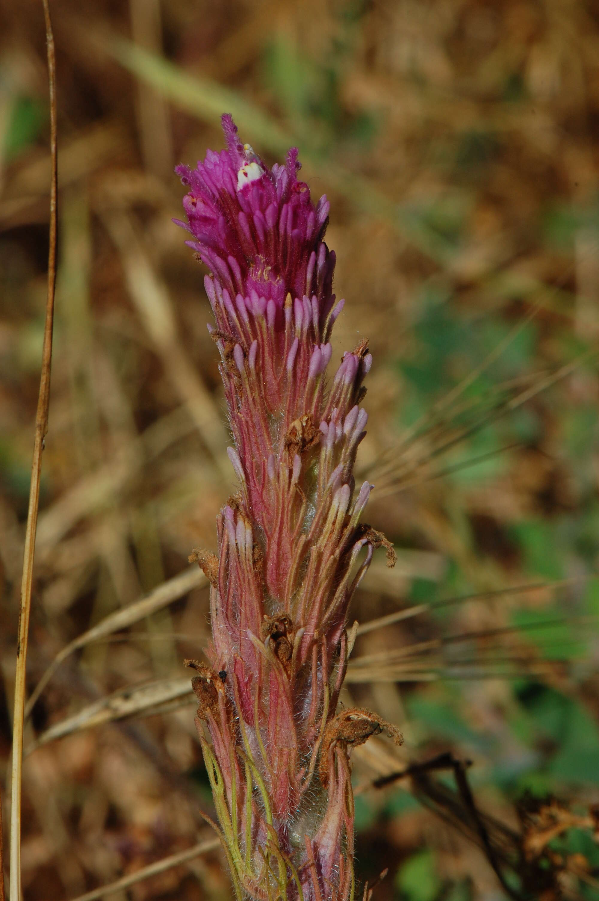 Image of exserted Indian paintbrush