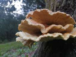 Image of Bracket Fungus