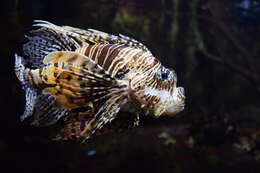 Image of Common lionfish