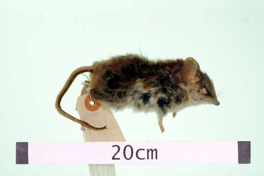 Image of Large Desert Marsupial-mouse