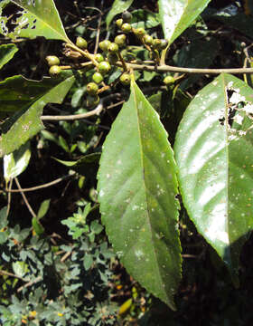 Image of Symplocos cochinchinensis (Lour.) Moore