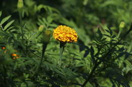 Tagetes erecta L. resmi