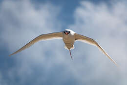 Image of Red-tailed Tropicbird