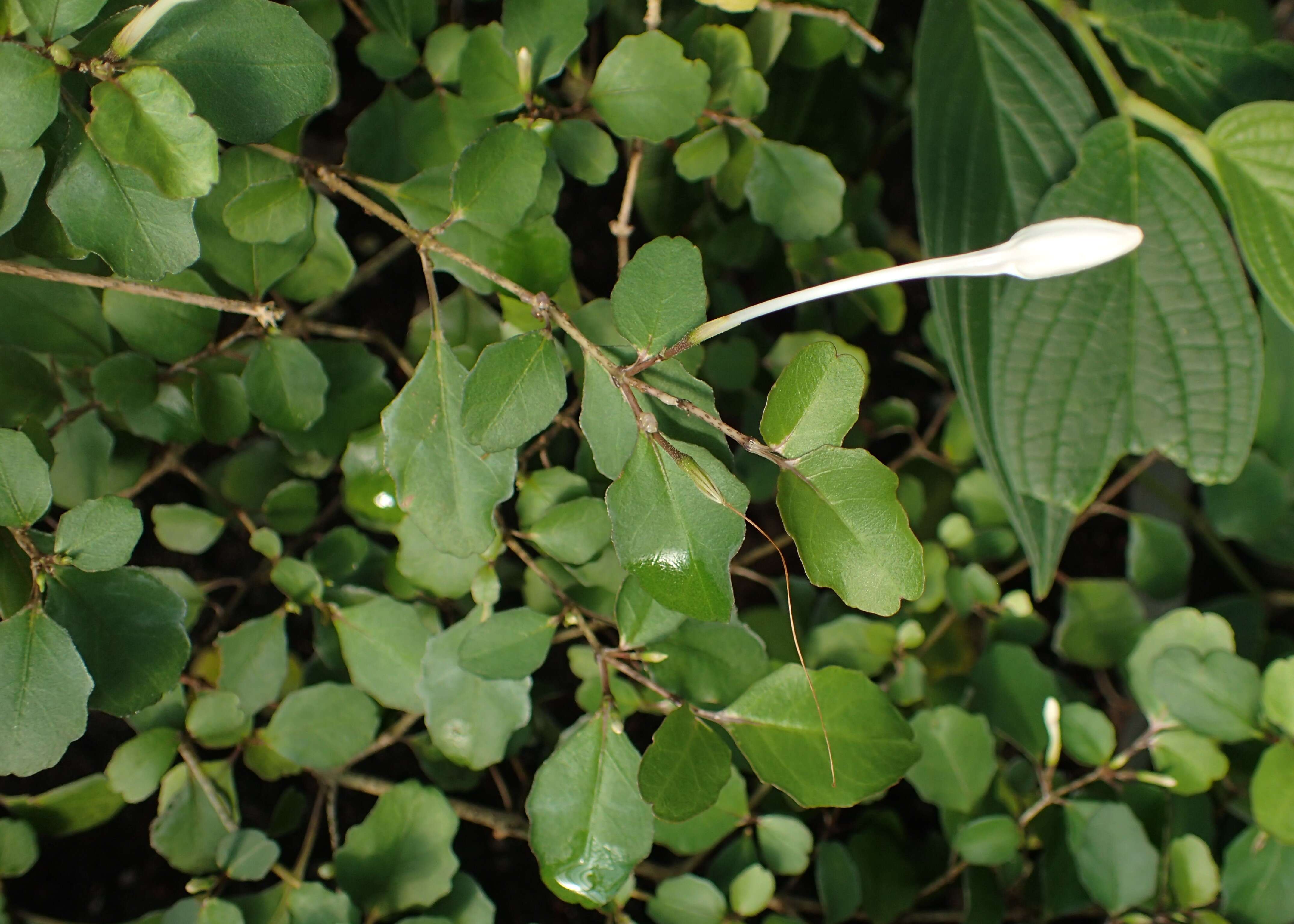 Imagem de Pseuderanthemum repandum subsp. tuberculatum (Hook. fil.) H. Heine