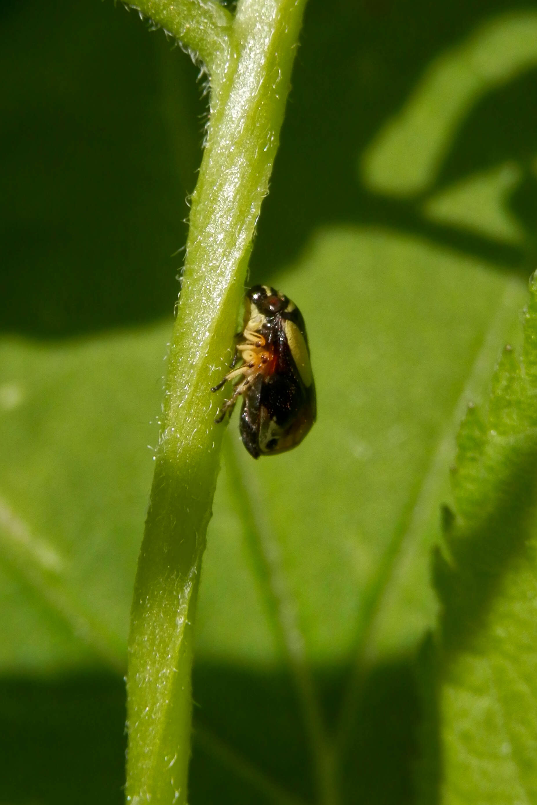 Image of Dogwood Spittlebug