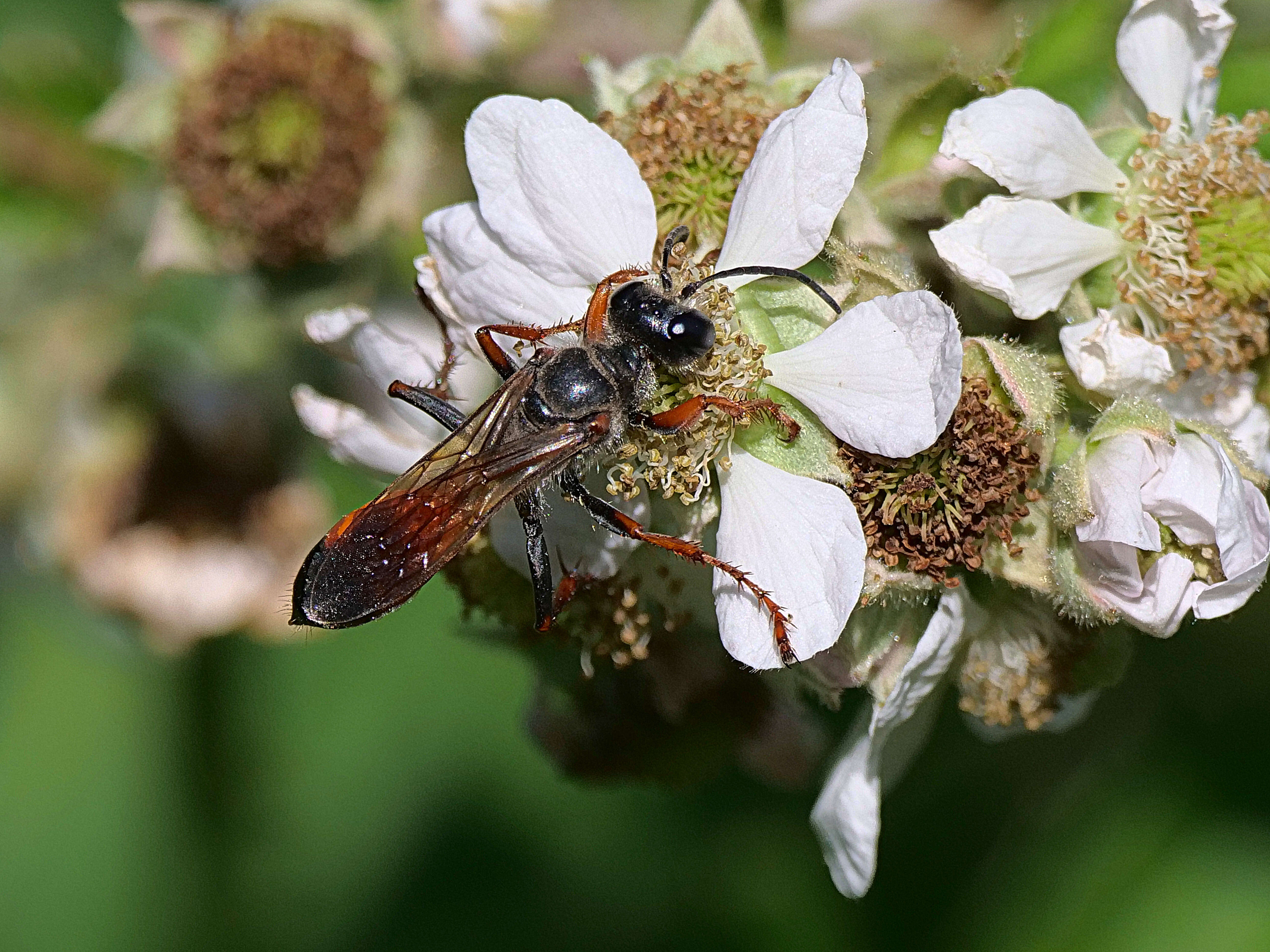 Image of Sphecodes Latreille 1804