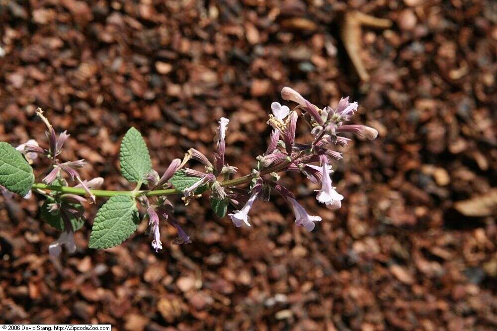 Image of Nepeta subsessilis Maxim.