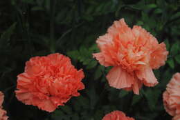 Image of carnation