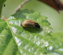 Lochmaea caprea resmi