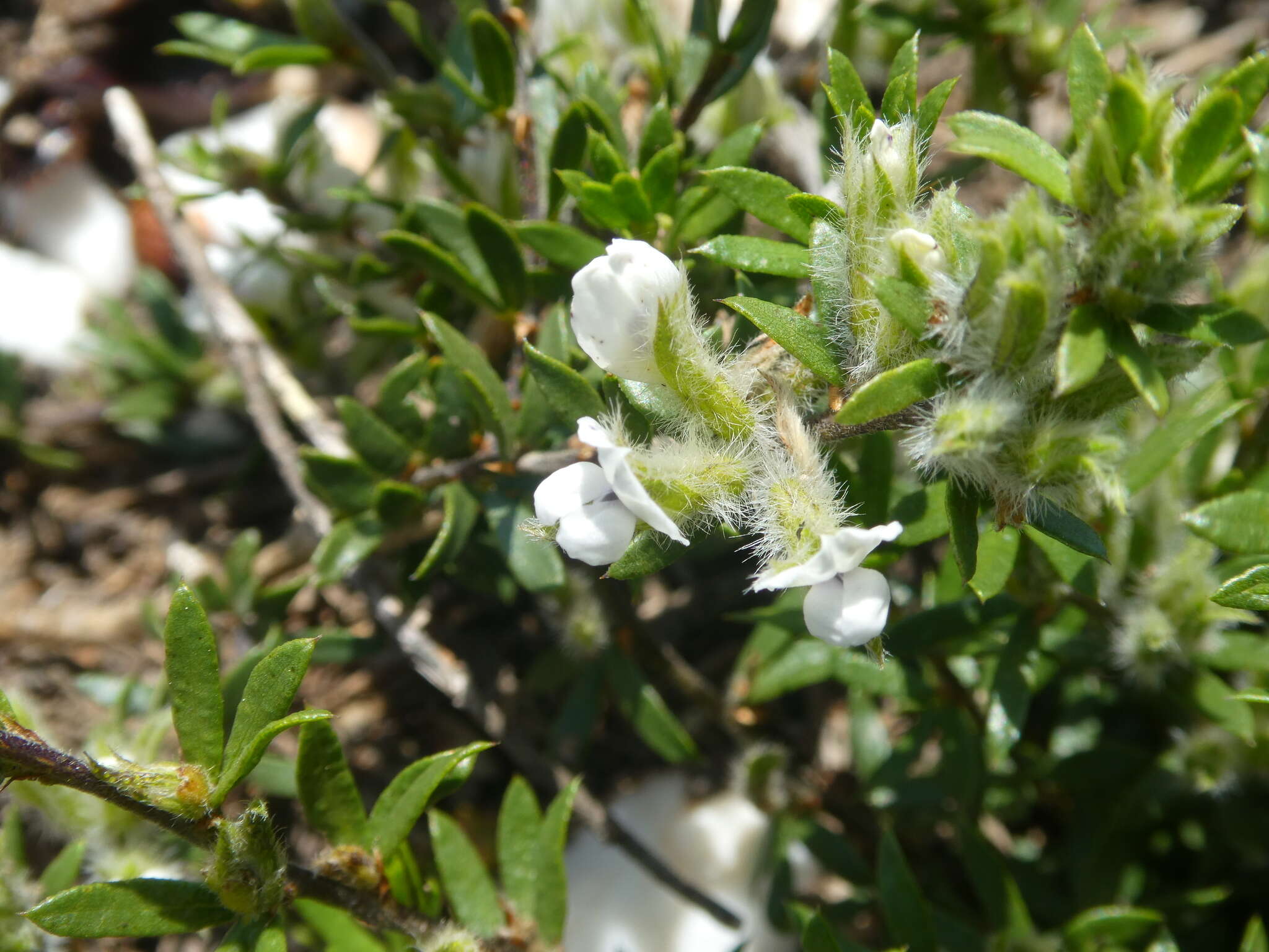 Image of Otholobium curtisiae