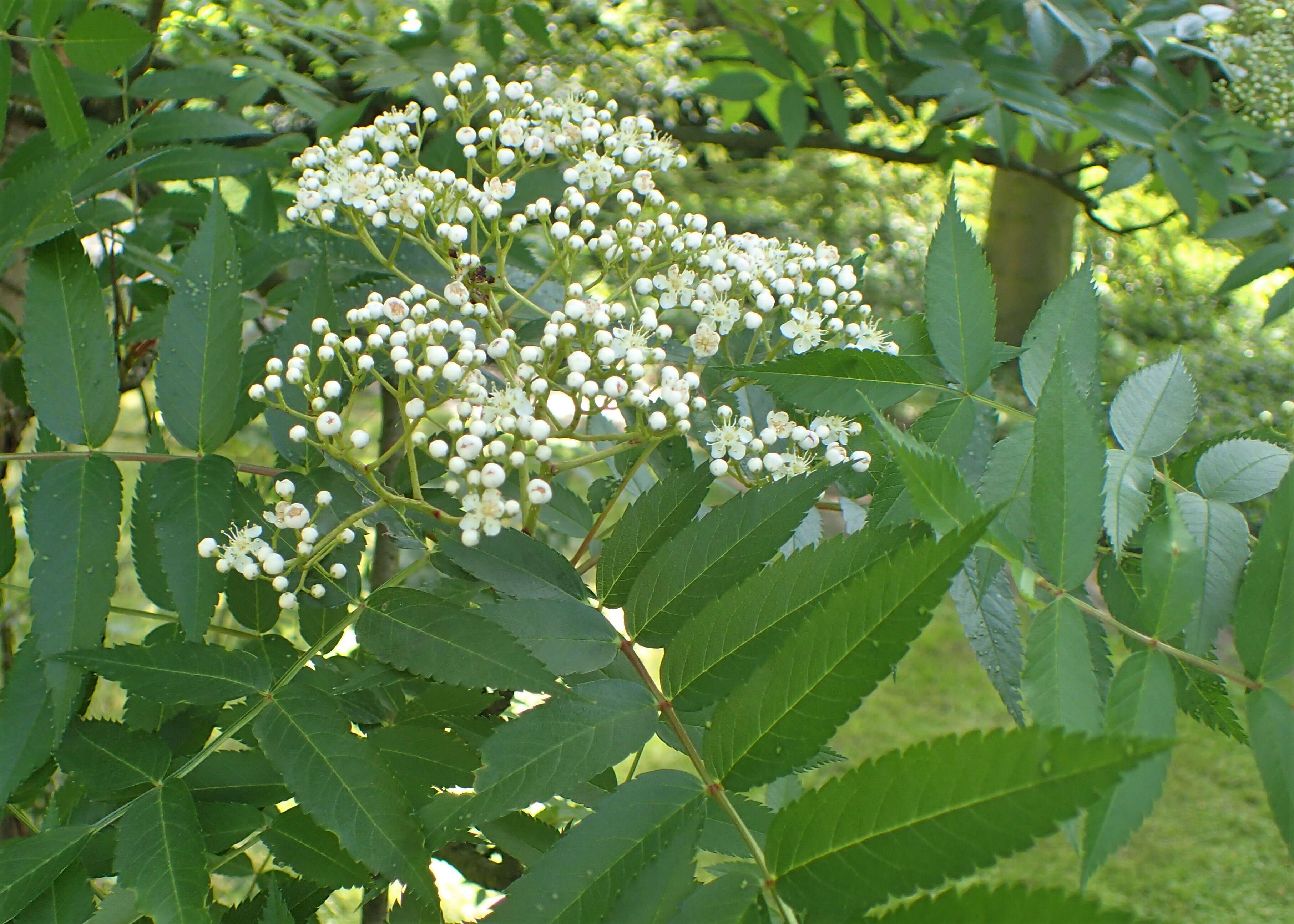 Image of Japanese Rowan