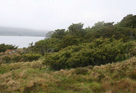 Image of Common Juniper