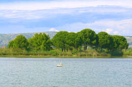 Image of Dalmatian Pelican