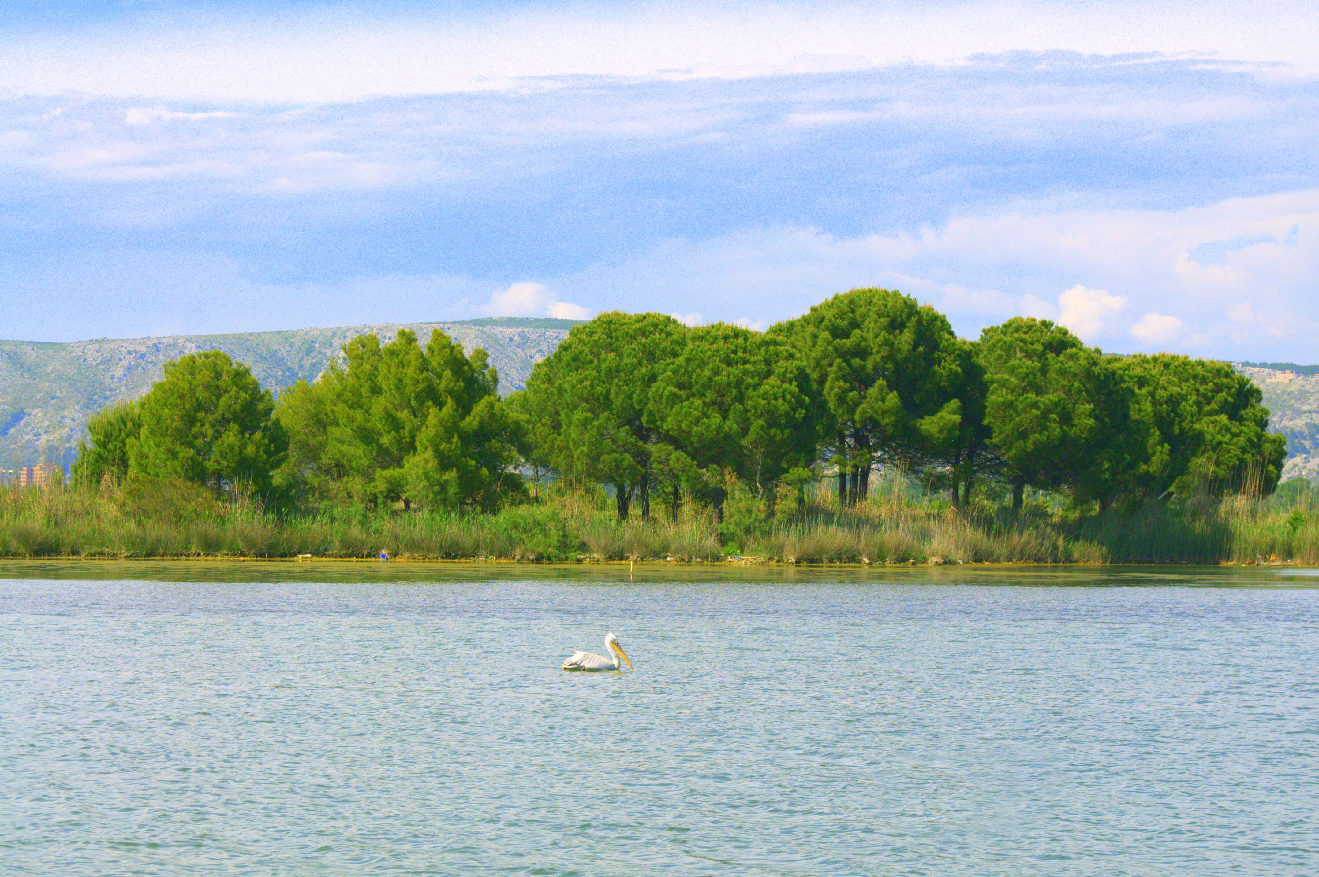 Image of Dalmatian Pelican