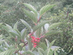 Image of Reddish viburnum