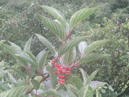 Image of Viburnum erubescens Wall.