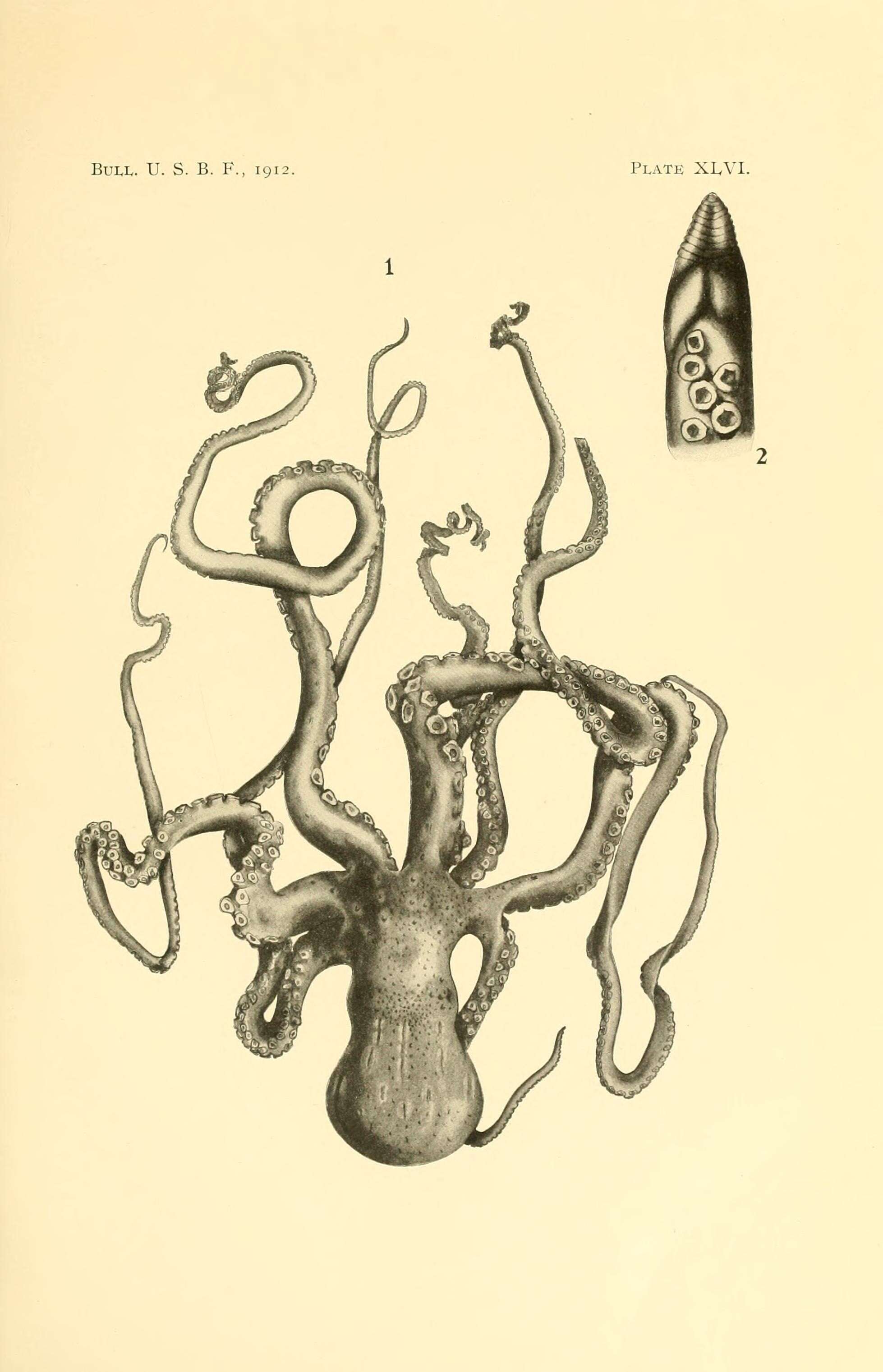 Image de Callistoctopus ornatus (Gould 1852)