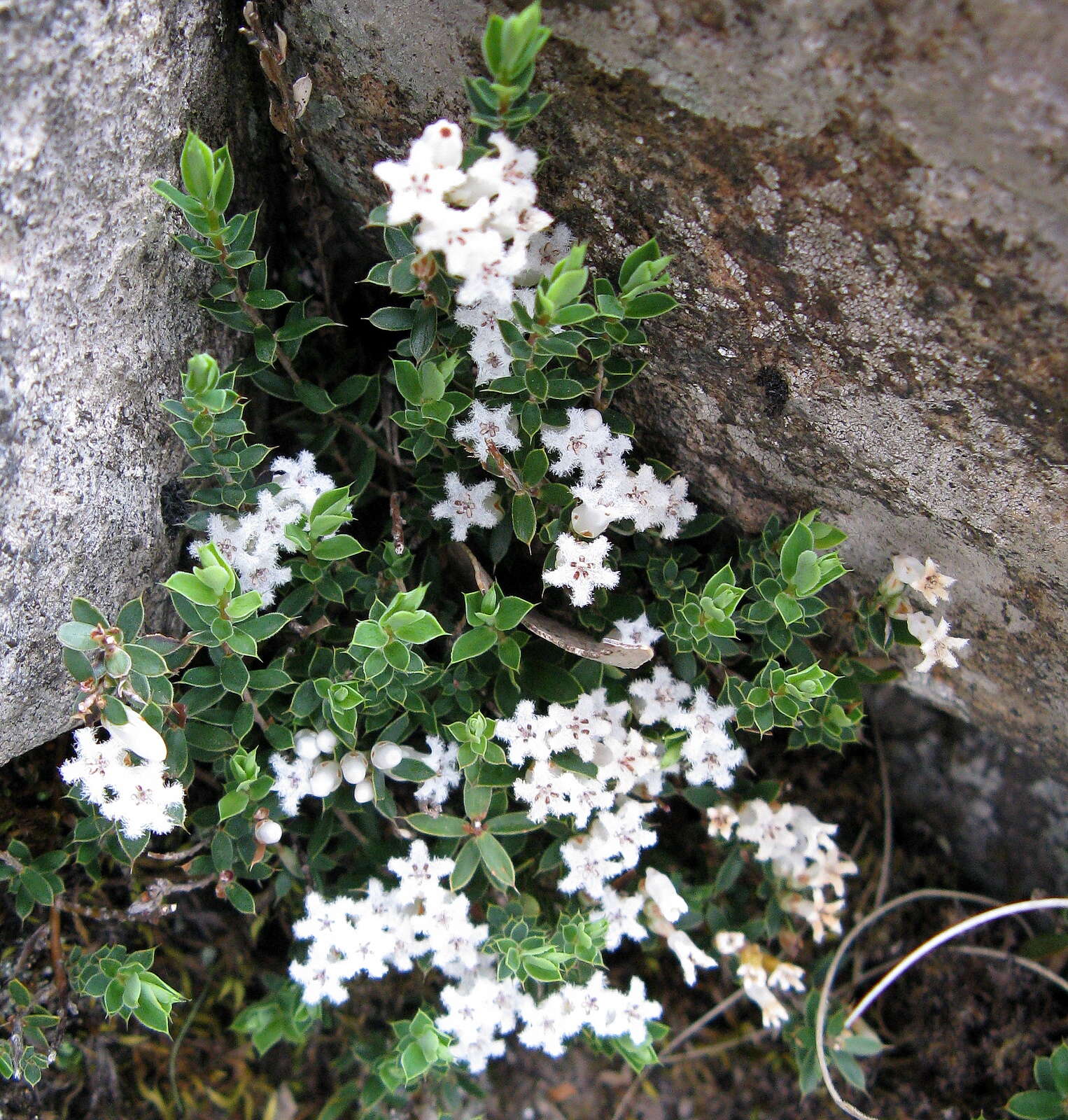 Image of Leucopogon fraseri A. Cunn. ex DC.