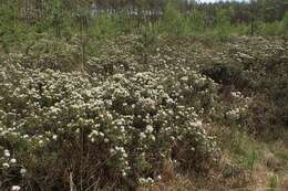 Imagem de Rhododendron tomentosum (Stokes) Harmaja