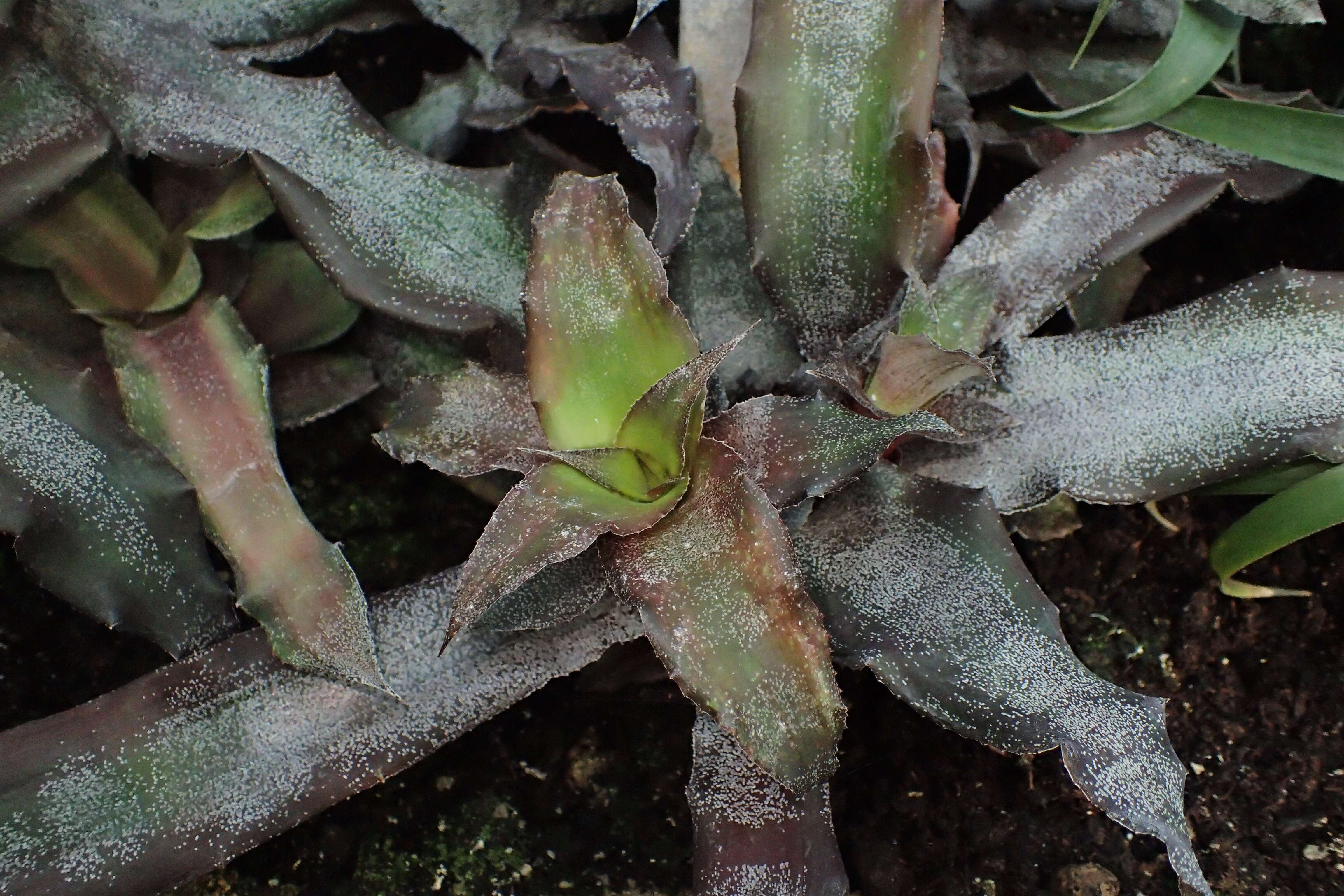 Image of Cryptanthus acaulis (Lindl.) Beer