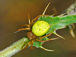 Image of Araniella opisthographa (Kulczyński 1905)