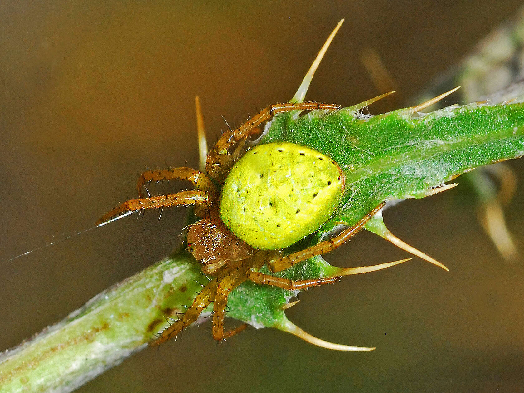 Image of Araniella opisthographa (Kulczyński 1905)