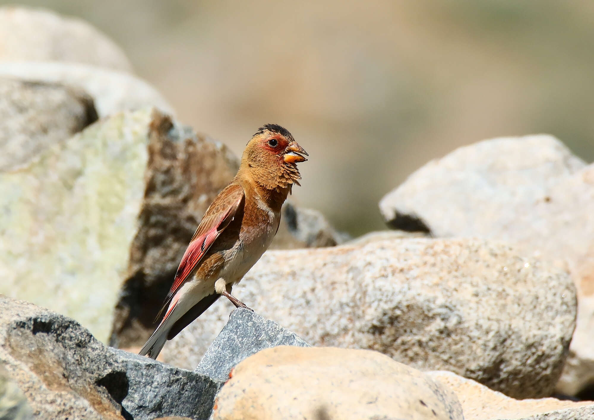 Image of Asian Crimson-winged Finch