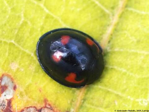 Image of Pine Lady Beetle