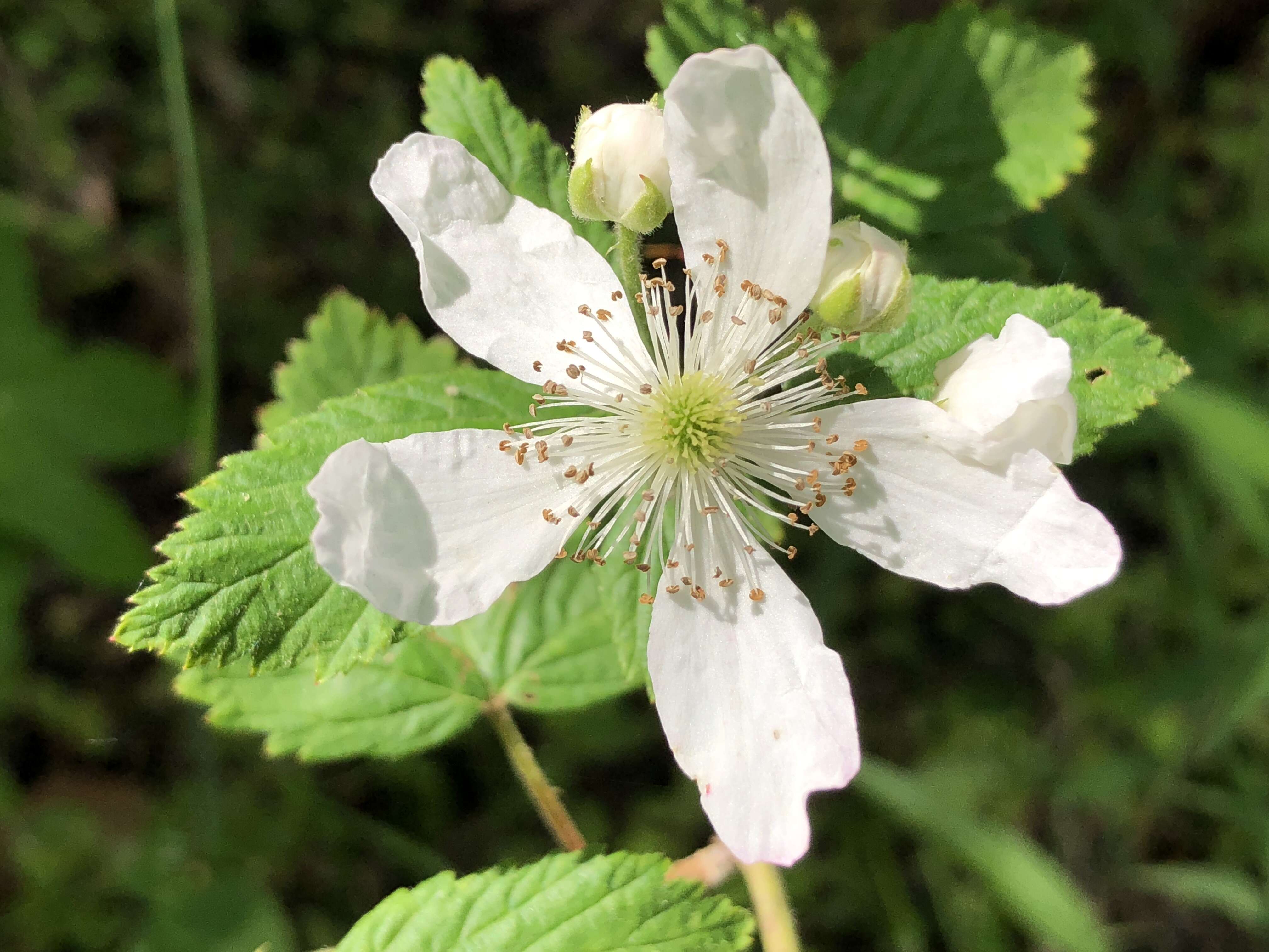 Imagem de Rubus allegheniensis Porter